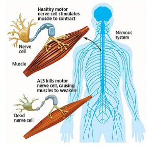 A diagram of the human nervous system