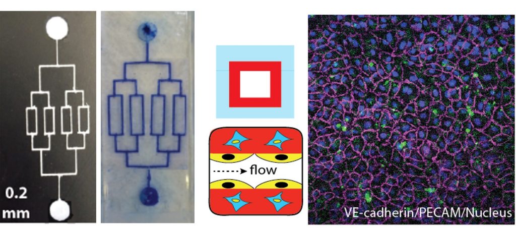 A multipanel figure showing a microfluidic device, a cartoon of the device channel, and a colorful microscope image of cells growing in the device.