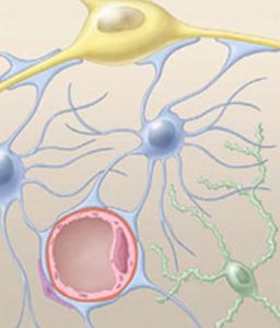 A cartoon of several cell types.