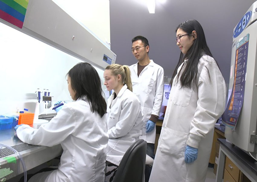 Zhen Ma and three students examine a sample in a biological safety cabinet