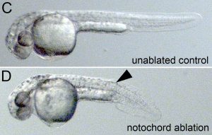 Two transmitted light micrographs of two zebrafish embryos
