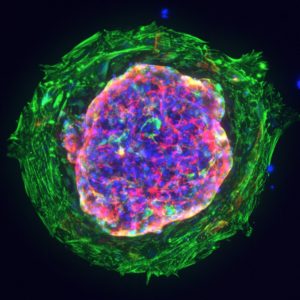A green, purple, and blue microscope image of a hear organoid.