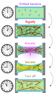 A five-row diagram that shows a sequence of how cells stiffen according to a programmable schedule.