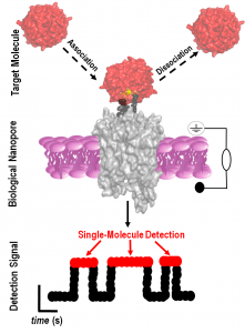 A cartoon showing a pore protein (gray) embedded in a cell wall (fuchsia) with a molecule of interest interacting with it.