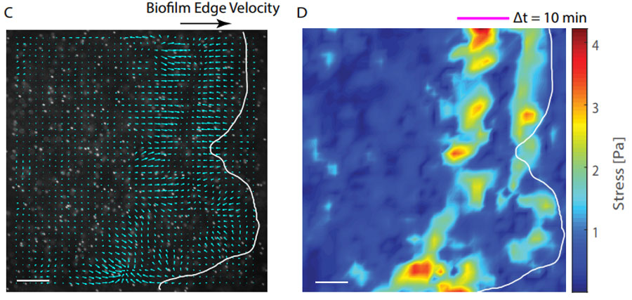 (Left) a field of small vectors and (Right) a corresponding heat map of stress.