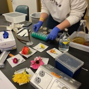 A person wearing lab gloves arranging flowers and vials on a research bench