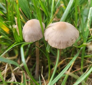 Small, tan mushrooms growing in grass