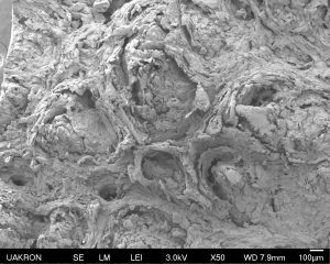 A gray scanning electron micrograph showing the rough surface of bear paw pad