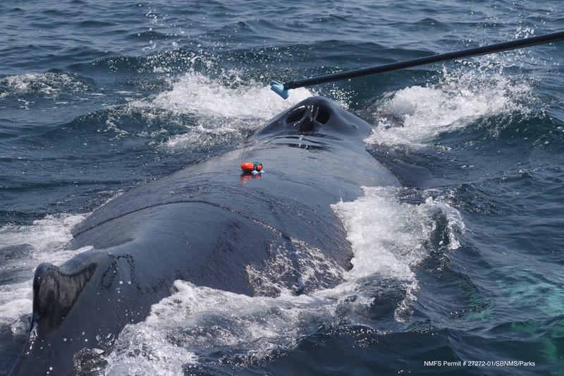 Whale being tagged
