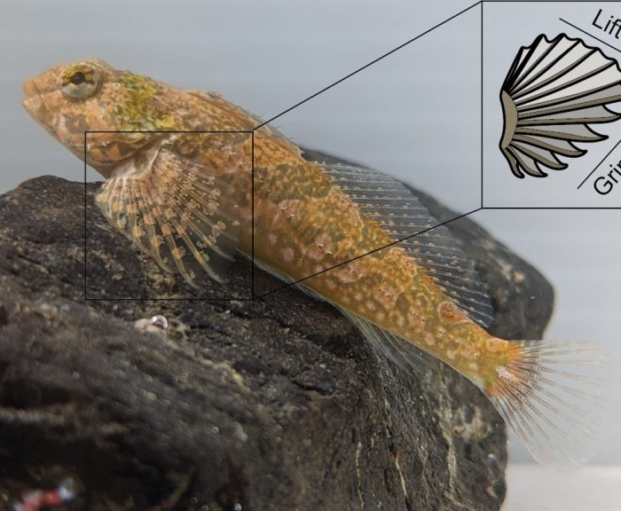 Sculpin on a rock