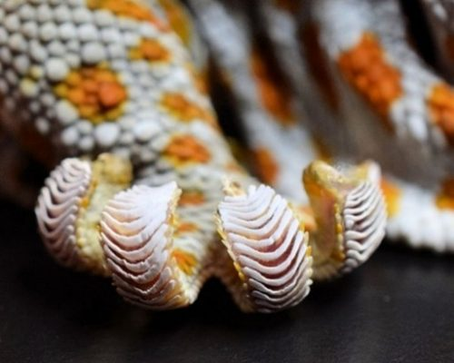 Foot structure, Tokay gecko. White and orange dots on tentacle looking structures.