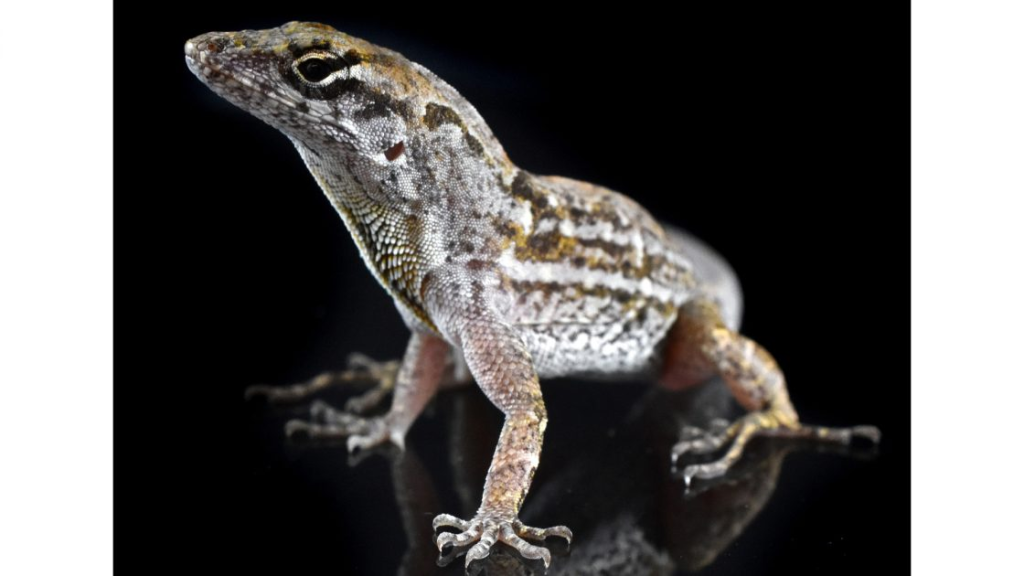 Brown and green reptile