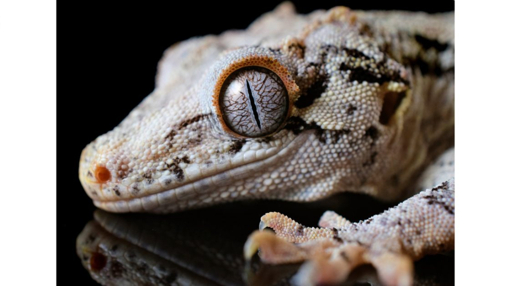 Close up of vertical glass pane eye of gecko