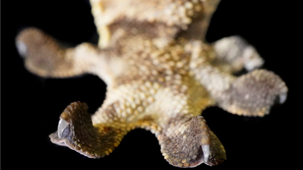 Claws and toes of reptile