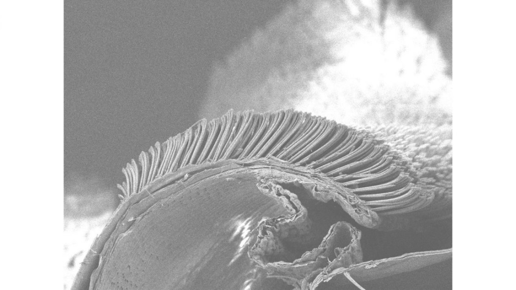 Close up of gecko toe pad