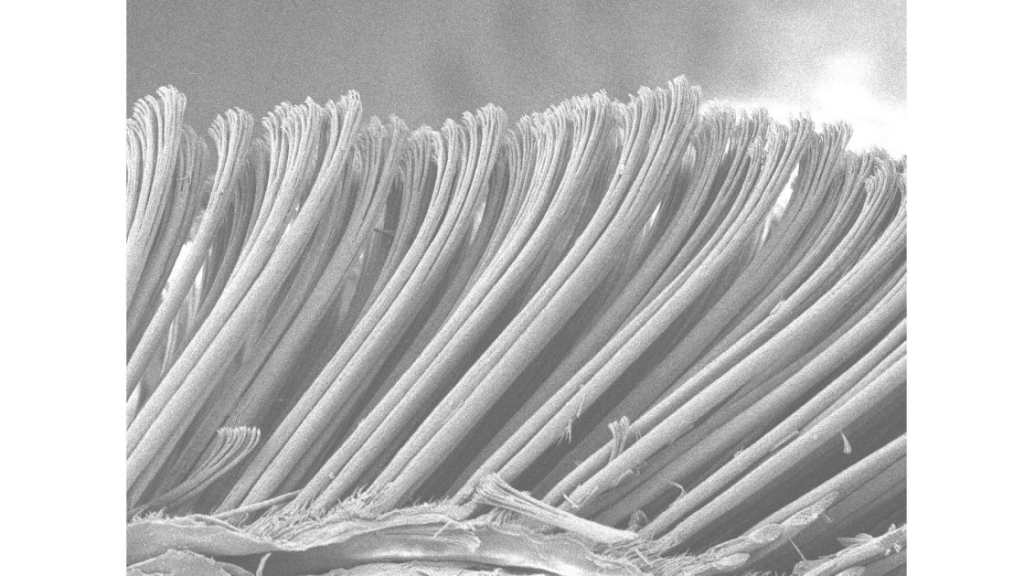 Close up of gecko toe pad adhesive structure