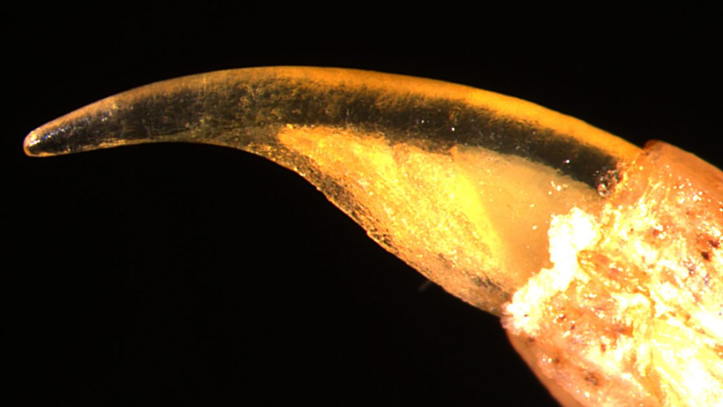 Thinner straight clear claw