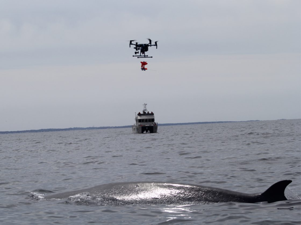 A sei whale surfacing while researchers use a drone to gather data about their behavior off the coast of Massachusetts. (Photo by Laura Howes, NMFS Permit 18059)