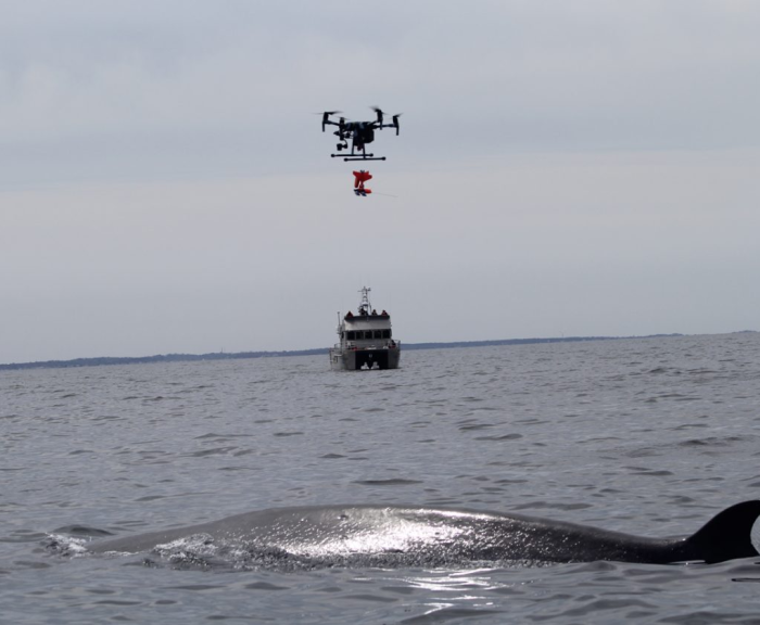 A sei whale surfacing while researchers use a drone to gather data about their behavior off the coast of Massachusetts.